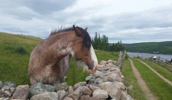 highlandvillage_horse